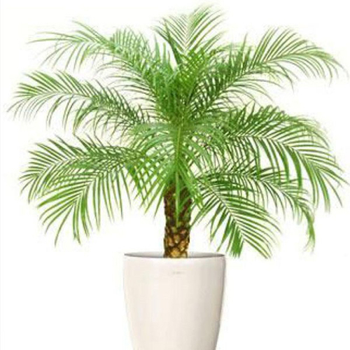 Phoenix Palm Plant