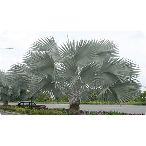 Bismarckia Palm Plant