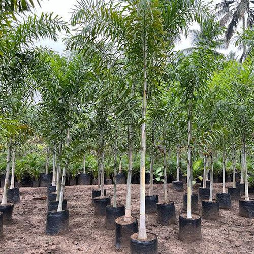 Foxtail Palm Plant