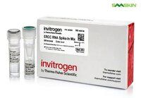 Thermo Fisher Scientific Invitrogen ERCC RNA Spike-In Mix