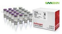 Thermo Fisher Scientific Invitrogen Platinum SuperFi II PCR Master Mix