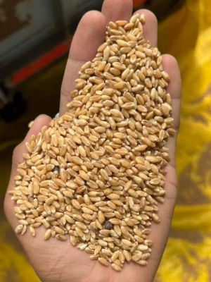 Maize Seeds