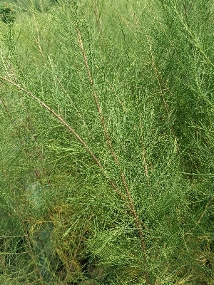 Casurina Tree - Color: Green