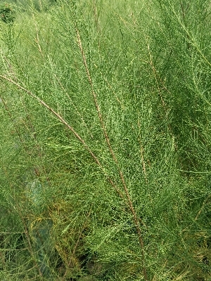 Casurina Tree