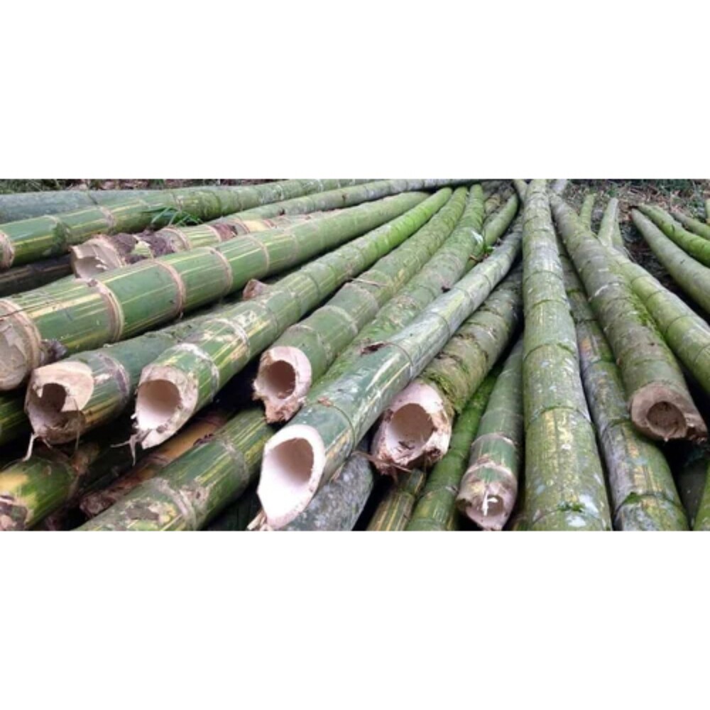 24 Feet Bullet Bamboo - Color: Different Available