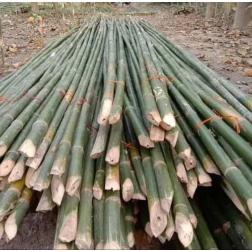 25 Feet Murli Bamboo Stick - Polished Bamboo, 25 Feet Long, Customizable Colors, Modern Decorative Accessory for Contemporary Home Decor