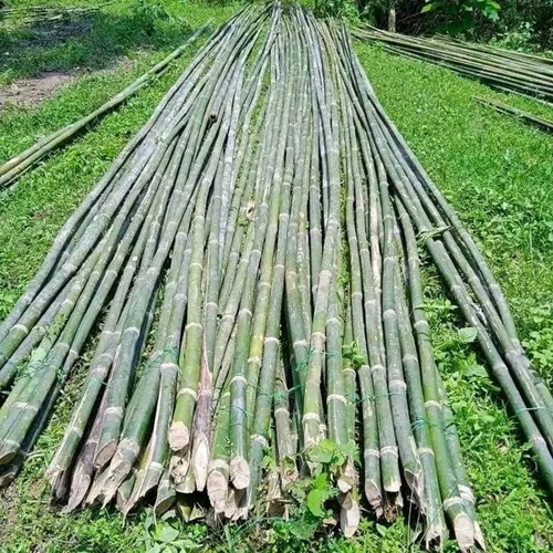 30 Feet Murli Bamboo - Color: Different Available