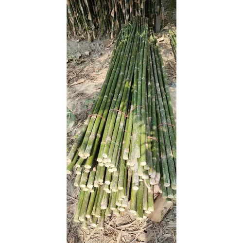 8 Feet Murli poor Bamboo
