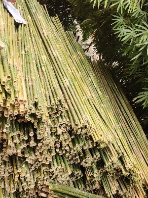 8 Feet Murli Poor Bamboo - Color: Different Available