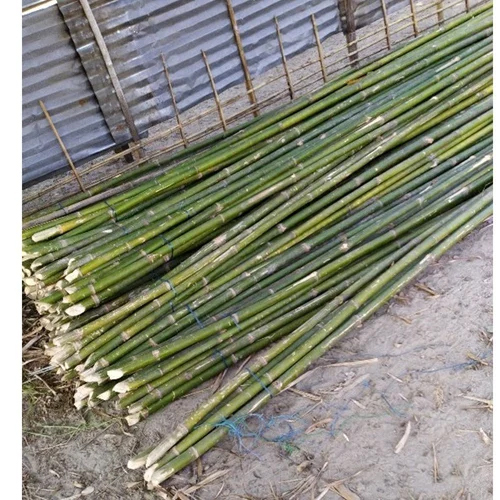 12 Feet Murli jar Bamboo