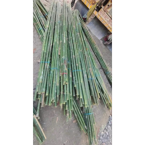 12 Feet Murli Bamboo - Polished Bamboo, 12 Foot Tall, Various Colors Available, Customizable, Modern Decorative Piece for Home and Office