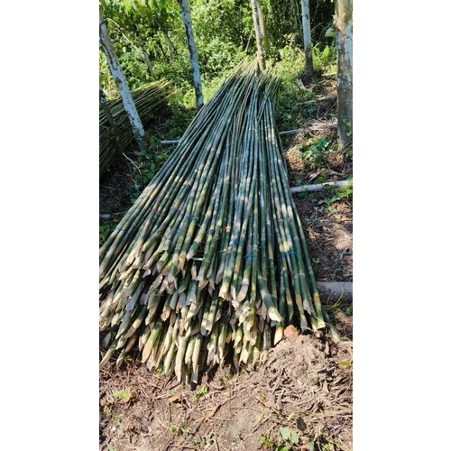 27 Feet Murli Bamboo