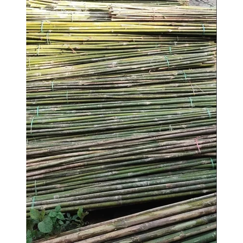 10 Feet Murli Jar Bamboo - High-Quality Bamboo, 10 Feet Tall, Available in Various Colors, Polished Surface for Modern Decor