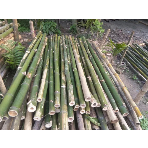 16 Feet Murli Bamboo Pole