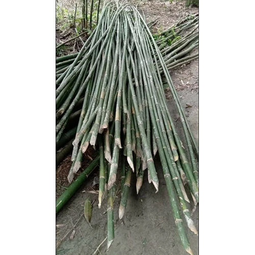 Green Bamboo Pole Stick