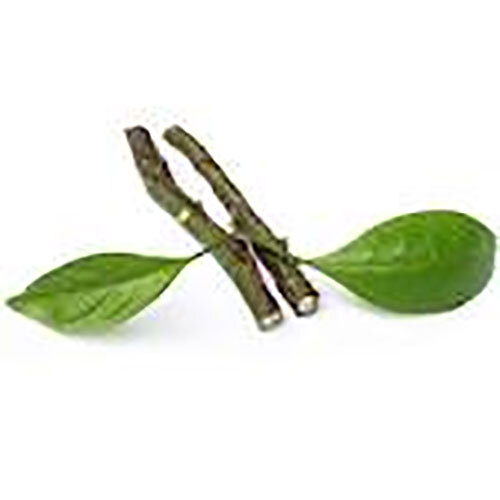 AMYRIS OIL - 99% Pure Extraction from Leaves and Peel | Memory Boosting Properties for Adults, Store in a Dry & Cool Place