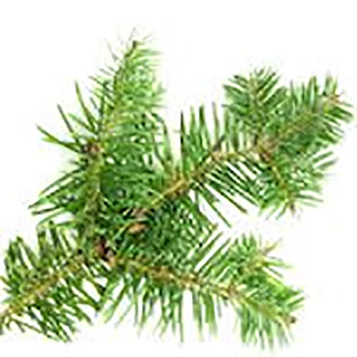 Balsam Fir Oil - Age Group: All Age Group