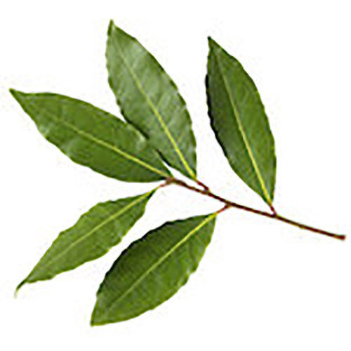 BAY LAUREL (LAUREL LEAF) OIL