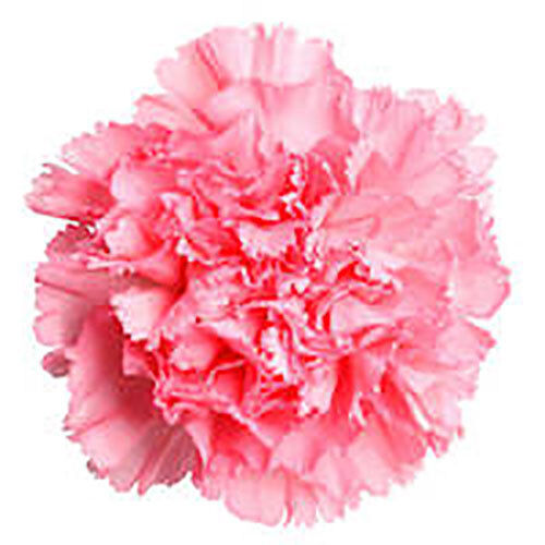 CARNATION ABSOLUTE OIL