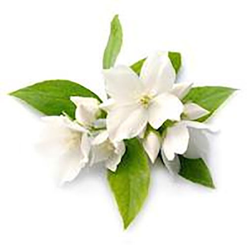 Jasmine Absolute Oil - Age Group: Adults