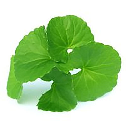 Gotu Kola Oil - Product Type: Ayurvedic Product