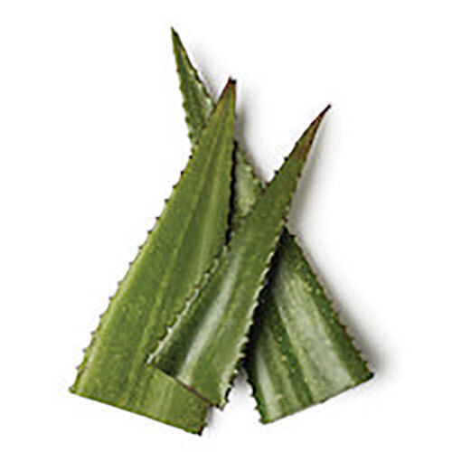 ALOE VERA OIL