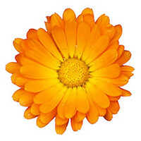 Calendula Oil - 99% Pure Marigold Flower Extract | Fragrance Compound For Adults, Store In Dry & Cool Place