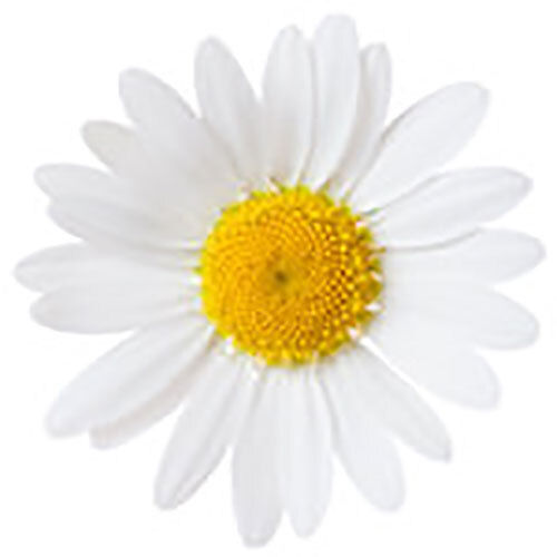 Chamomile Hydrosol - Ingredients: Herbs