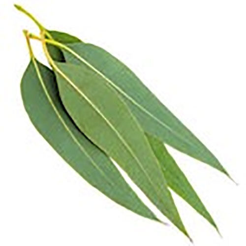 EUCALYPTUS HYDROSOL