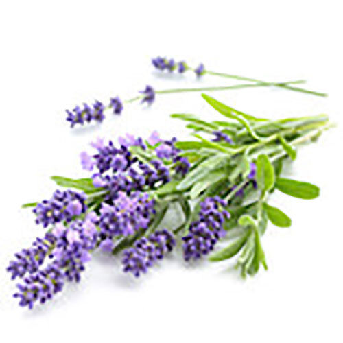 Lavender Hydrosol - Ingredients: Fruits Extract