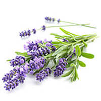 Lavender Hydrosol - Herb Extract Blend, Fruit Extract Base | Cool & Dry Storage, Industrial Usage
