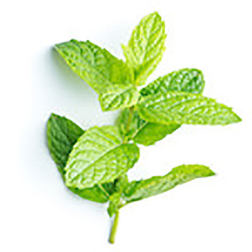 Peppermint Hydrosol - Ingredients: Herbs