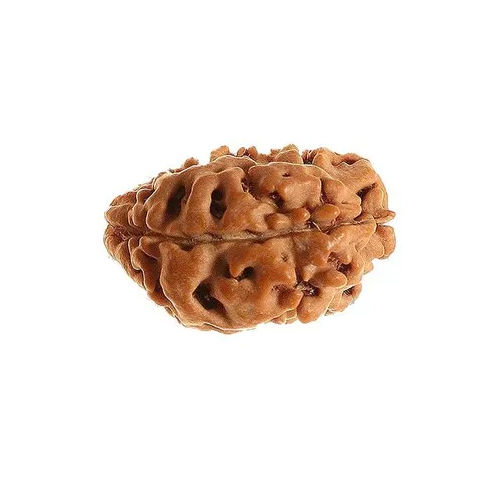 1 Face Himalya Rudraksha - Jewelry Type: Bead