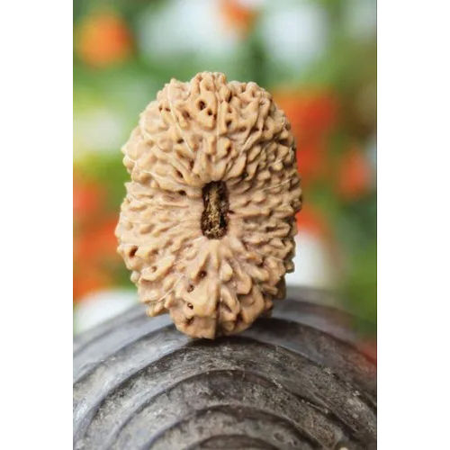 21 Faced Natural Nepali Rudraksha Beads - Occasion: Worship