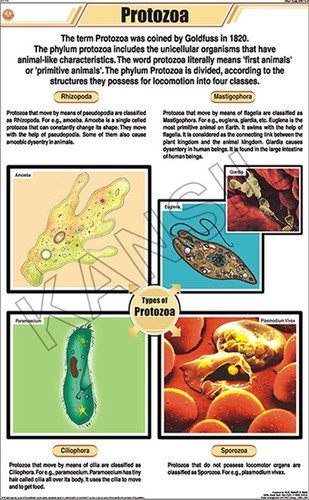 प्रोटोजोआ चार्ट आयाम: 58 A 90 सेंटीमीटर (Cm)