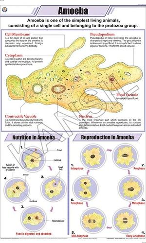 अमीबा चार्ट आयाम: 58 A 90 सेंटीमीटर (Cm)