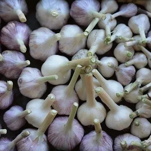ताजा लहसुन