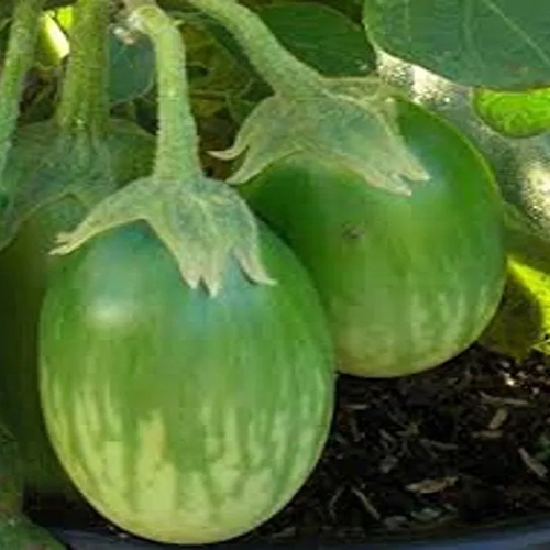 Fresh Green Brinjal