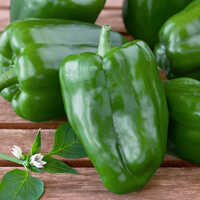 Green Bell Pepper - Raw, Natural Shape, Preserved With Chemical Preservatives, Shelf Life Up To 7 Days | Ideal For Cooking And Garnishing