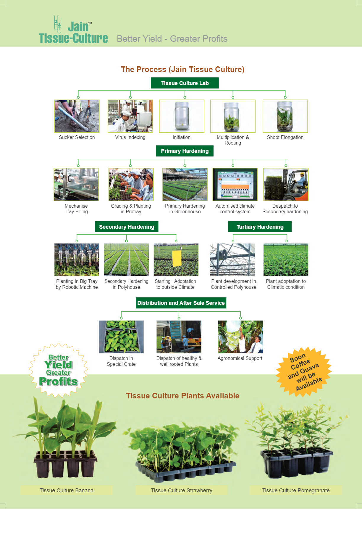 Khajur plant