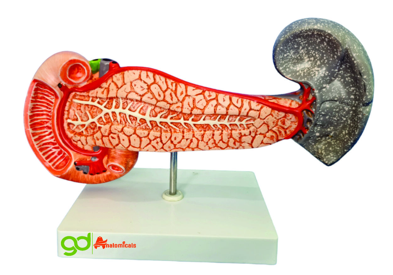 Pancreas Laboratory Models - Color: Natural