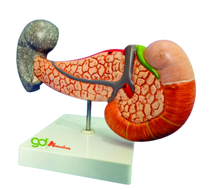 Pancreas Laboratory Models - Color: Natural