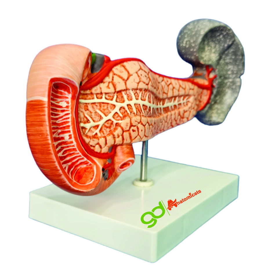 Pancreas Laboratory Models - Color: Natural