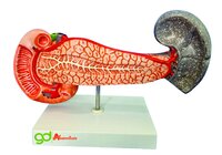 Pancreas Models