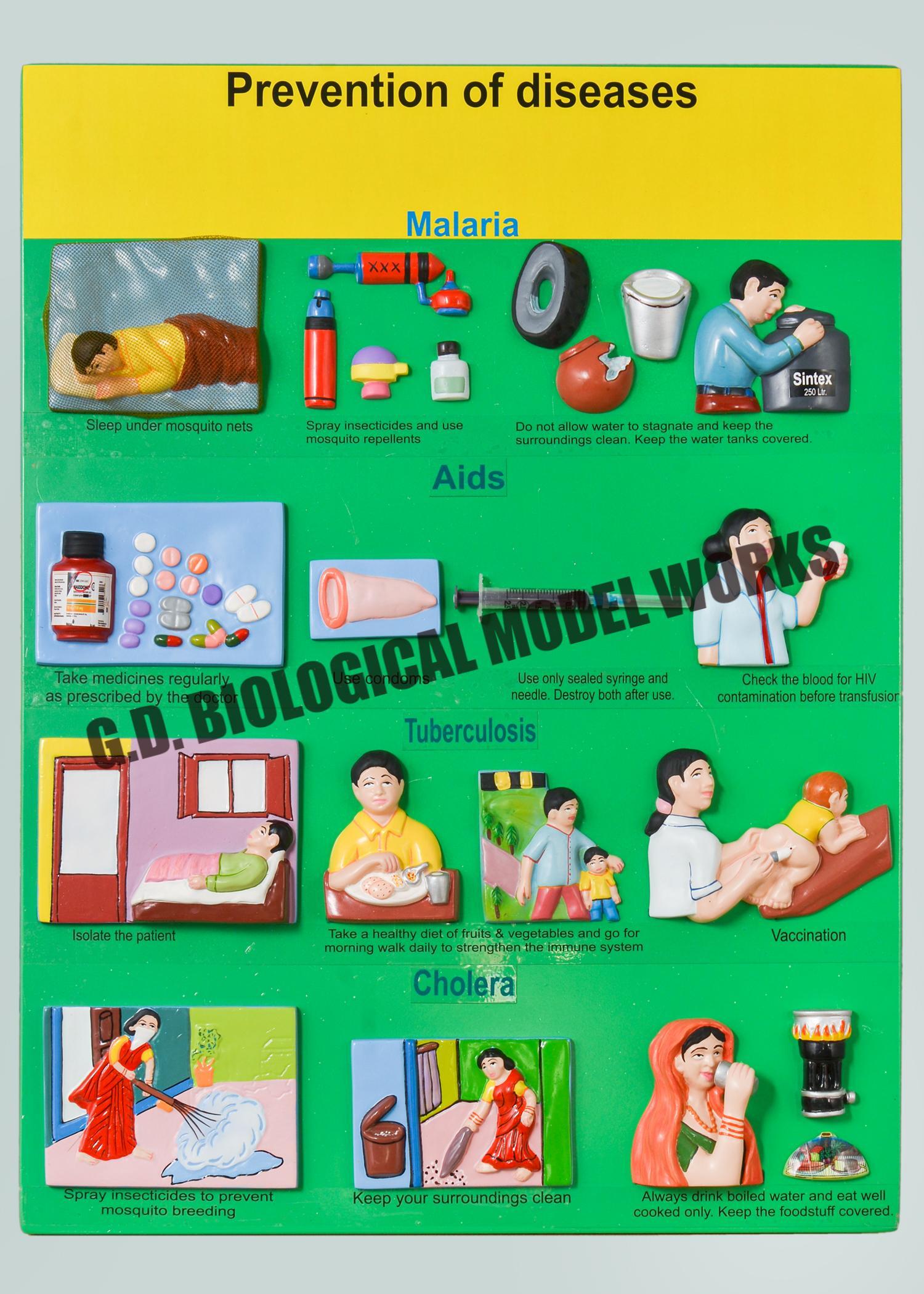 Prevention Of Diseases Model - Color: Natural