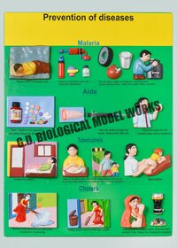 Prevention Of Diseases Model