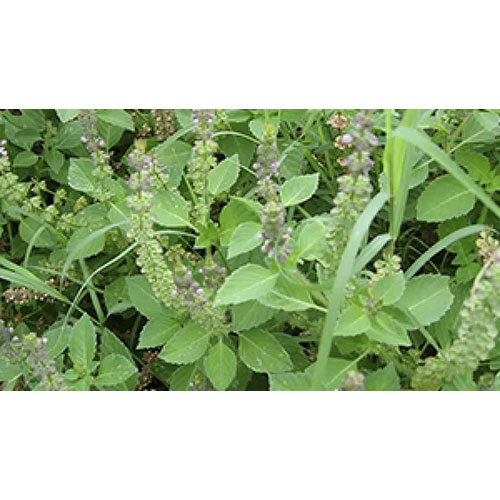 Tulsi Holy Basil