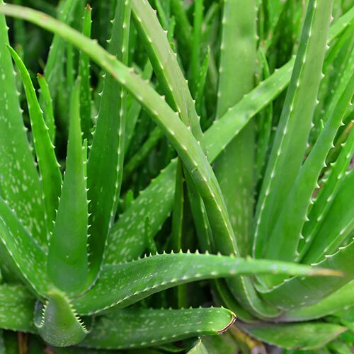 Alovera Leaves