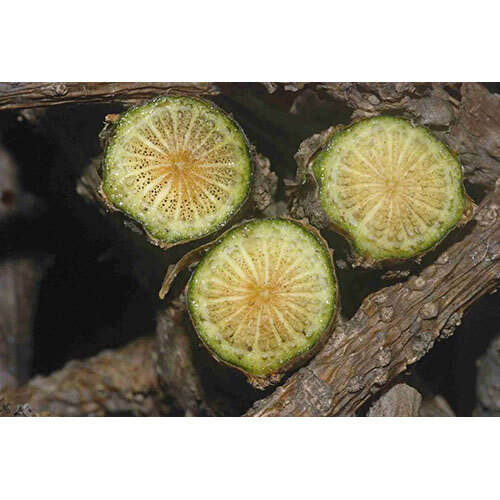 Guduchi Stem