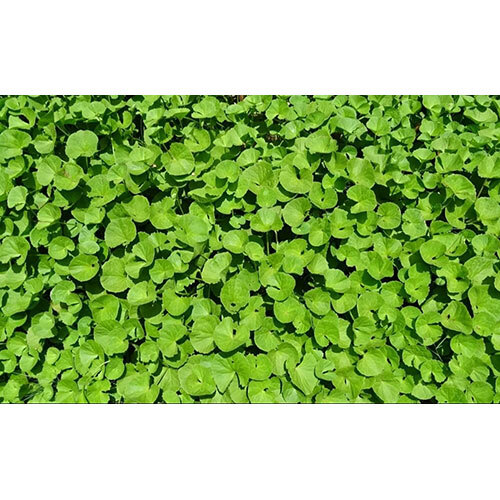 Bharmi- (Centella extract)